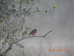 Phoenicurus ochruros