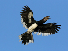 Bycanistes bucinator