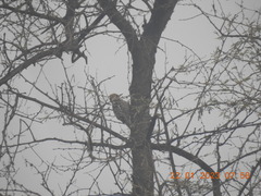 Leiopicus mahrattensis