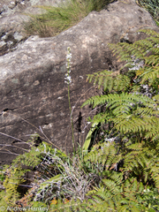 Chlorophytum krookianum