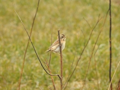 Emberiza yessoensis