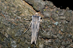 Xylena exsoleta