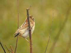 Emberiza yessoensis