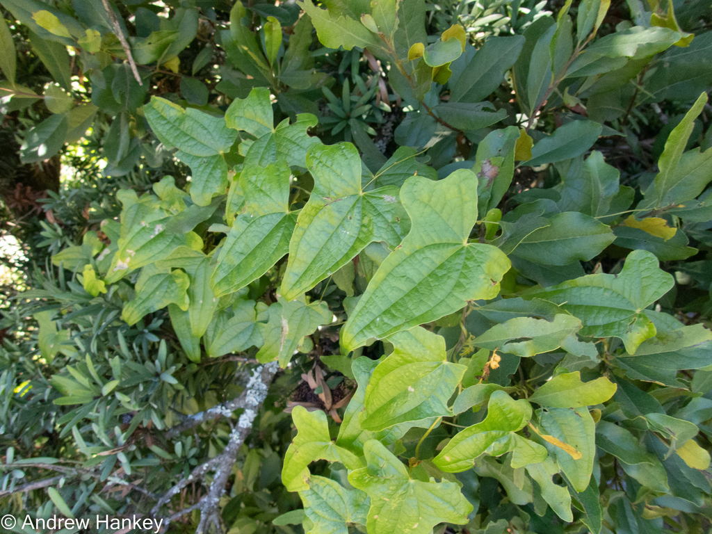 Dioscorea rupicola