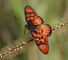 Acraea petraea