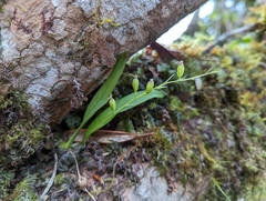 Liparis laurisilvatica