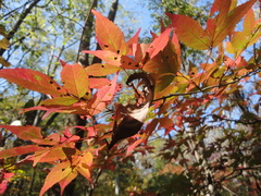 Acer mandshuricum