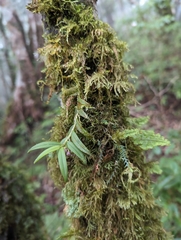 Gastrochilus raraensis