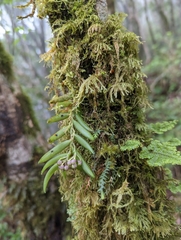Gastrochilus raraensis