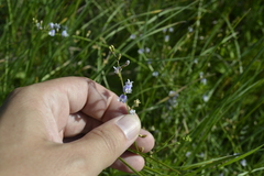 Astragalus austriacus