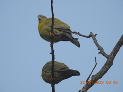 Treron phoenicopterus