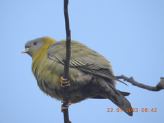 Treron phoenicopterus