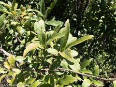 Bowkeria verticillata