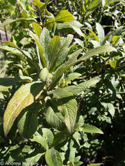 Bowkeria verticillata