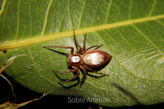 Oxyopes niveosigillatus