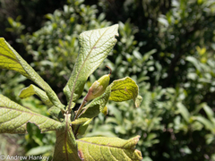 Bowkeria verticillata