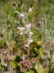 Plectranthus grallatus