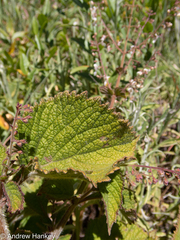 Plectranthus grallatus