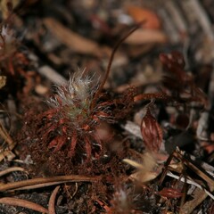 Drosera nitidula