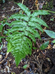 Diplazium mettenianum