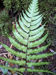 Diplazium mettenianum