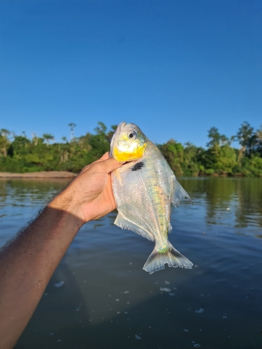 Silver piranha