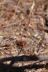 Drosera nitidula