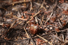 Drosera nitidula