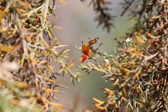 Jacksonia furcellata