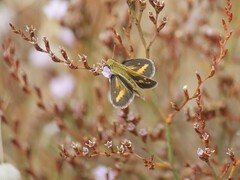 Taractrocera papyria