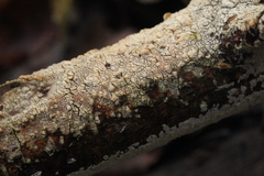 Radulomycetaceae