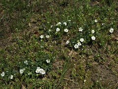 Potentilla alba