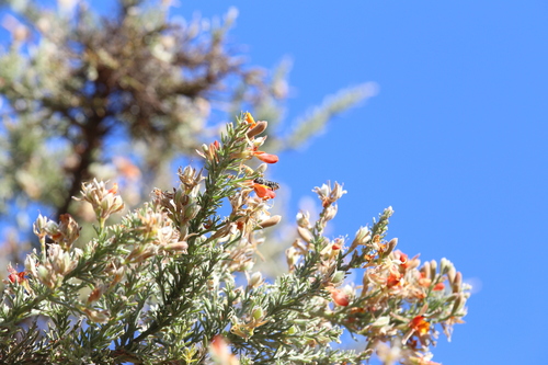 Image of Jacksonia furcellata by (c) Hugo Innes, some rights reserved (CC BY)