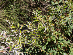 Rubus ludwigii