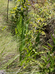 Zantedeschia albomaculata macrocarpa