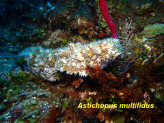 Astichopus multifidus