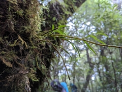Dendrobium moniliforme