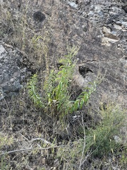 Veronica derwentiana