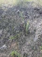 Veronica derwentiana