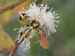 Eucalyptus utilis