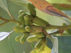Eucalyptus utilis