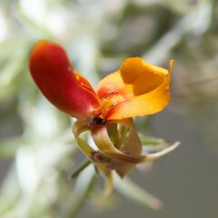 Jacksonia furcellata