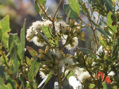 Eucalyptus utilis