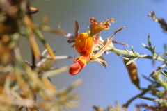 Jacksonia furcellata