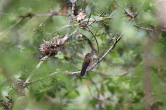 Sephanoides sephaniodes