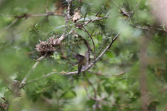 Sephanoides sephaniodes