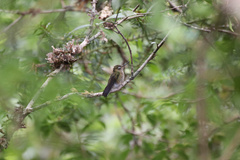 Sephanoides sephaniodes