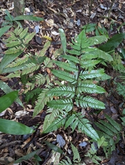 Dryopteris sordidipes