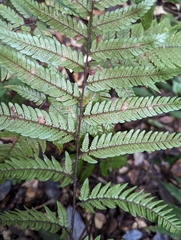 Dryopteris sordidipes