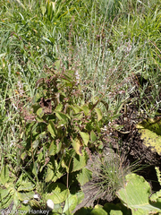 Plectranthus grallatus